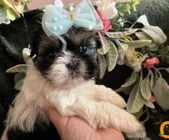 Prelepi Shih Tzu štenci iz registrovane FCI/KSS odgajivačnice - 2