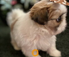 Prelepi Shih Tzu štenci iz registrovane FCI/KSS odgajivačnice - 3