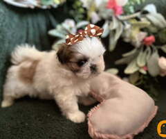 Prelepi Shih Tzu štenci iz registrovane FCI/KSS odgajivačnice - 5
