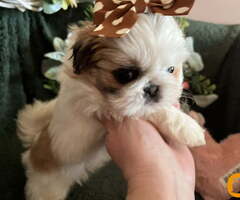 Prelepi Shih Tzu štenci iz registrovane FCI/KSS odgajivačnice - 6