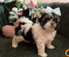 Prelepi Shih Tzu štenci iz registrovane FCI/KSS odgajivačnice - 7
