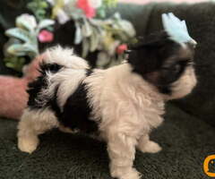 Prelepi Shih Tzu štenci iz registrovane FCI/KSS odgajivačnice - 8