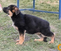 Štenci NEMAČKOG ovčara