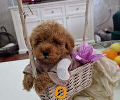 Toy pudle maleni mečići spremni za preuzimanje - 2