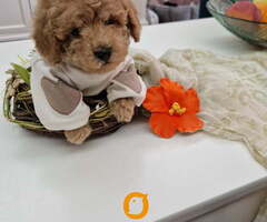 Toy pudle maleni mečići spremni za preuzimanje - 3