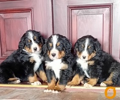 Bernski planinski pas