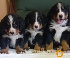 Bernski planinski pas - 2