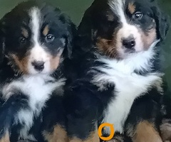 Bernski planinski pas - 4