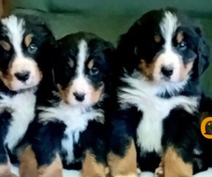 Bernski planinski pas - 6