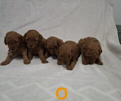 Prodajem patuljaste crvene pudle