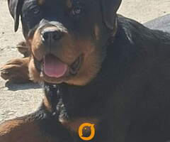 Rotvajler žensko štene