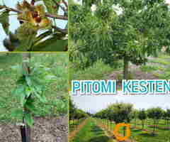Prodajem sadnice pitomog kestena, sorta Marsol