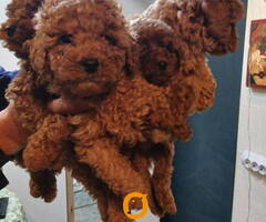 Na prodaju štenci patuljaste pudle.