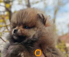 Stenci pomeranca prelepog krzna i izuzetno sitne građe