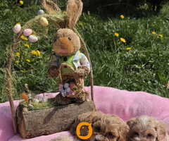 Predstavljamo vam novo leglo bebica maltipoo