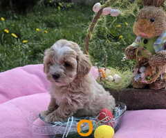 Predstavljamo vam novo leglo bebica maltipoo - 4