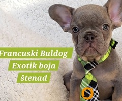 Francuski Bulldog štenci exotik boja