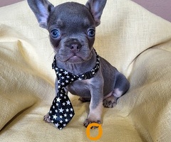Francuski Bulldog štenci exotik boja - 4