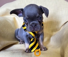 Francuski Bulldog štenci exotik boja - 5