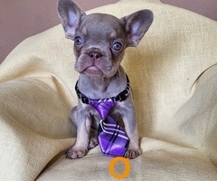 Francuski Bulldog štenci exotik boja - 9