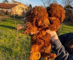 Mini pudle crvene boje