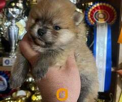 Pomeranac, štenci vrhunskog kvaliteta