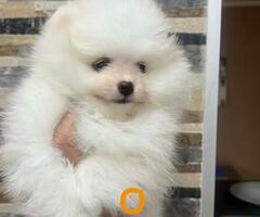 Pomeranac, štenci vrhunskog kvaliteta - 2