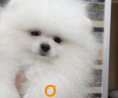 Pomeranac, štenci vrhunskog kvaliteta - 3