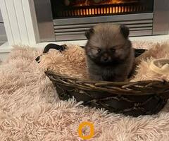 Pomeranac, štenci vrhunskog kvaliteta - 4