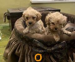 Toy pudle ekstra malog rasta - 2