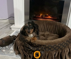 Patuljasti dugodlaki jazavičar, merle ženka