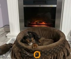 Patuljasti dugodlaki jazavičar, merle ženka - 3