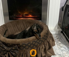 Patuljasti dugodlaki jazavičar, merle ženka - 4