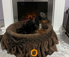 Patuljasti dugodlaki jazavičar, merle ženka - 6