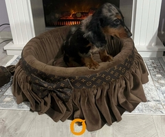 Patuljasti dugodlaki jazavičar, merle ženka - 7