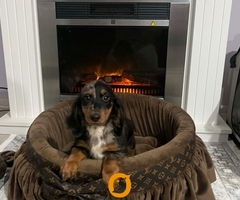 Patuljasti dugodlaki jazavičar, merle ženka - 8