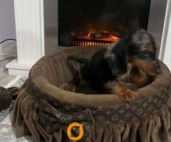 Patuljasti dugodlaki jazavičar, merle ženka - 9