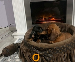 Patuljasti jazavičari kratkodlaki