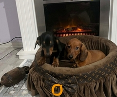 Patuljasti jazavičari kratkodlaki - 2