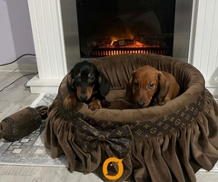 Patuljasti jazavičari kratkodlaki - 3