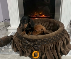 Patuljasti jazavičari kratkodlaki - 4