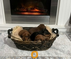 Patuljasti jazavičari kratkodlaki - 5