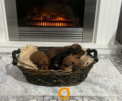 Patuljasti jazavičari kratkodlaki - 6