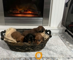 Patuljasti jazavičari kratkodlaki - 7