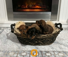 Patuljasti jazavičari kratkodlaki - 8