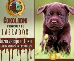 Braon Labrador štenci