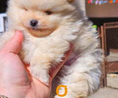 Najlepsi Pomeranci Boo samo u Pom_Hash_Starsu