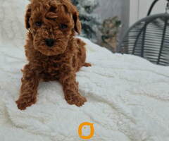 Pudle toy I teacup - 5