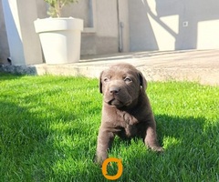 Štenci čokoladnog labradora