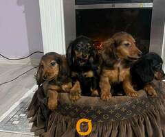 Dugodlaki patuljasti jazavičari štenci